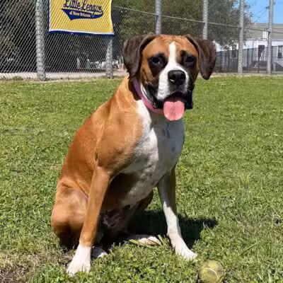 Wisner Dog Park - New Orleans, LA