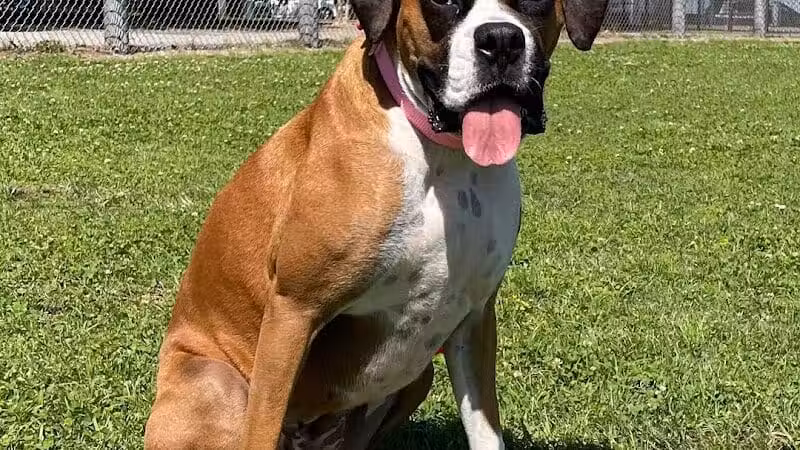 Wisner Dog Park - New Orleans, LA