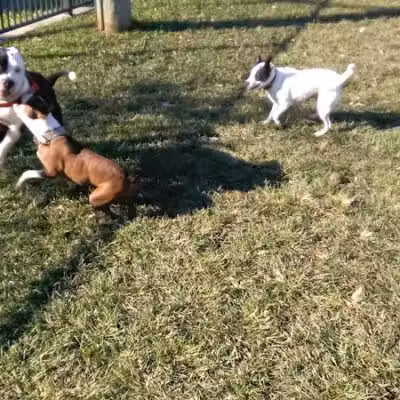 Wisner Dog Park - New Orleans, LA