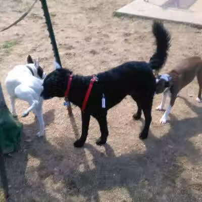 Wisner Dog Park - New Orleans, LA