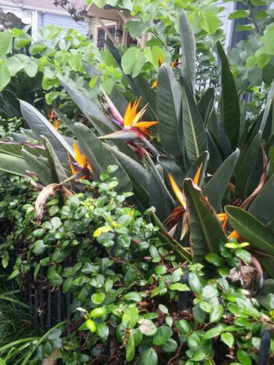 Wisner Dog Park - New Orleans, LA