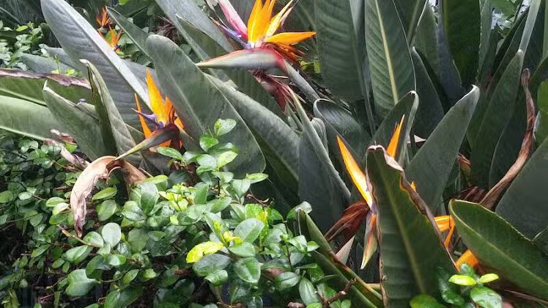 Wisner Dog Park - New Orleans, LA