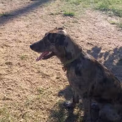 Wisner Dog Park - New Orleans, LA