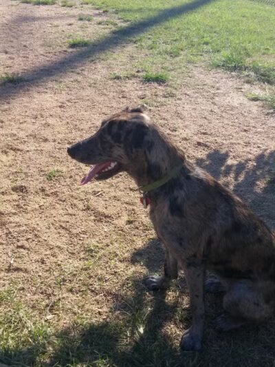 Wisner Dog Park - New Orleans, LA