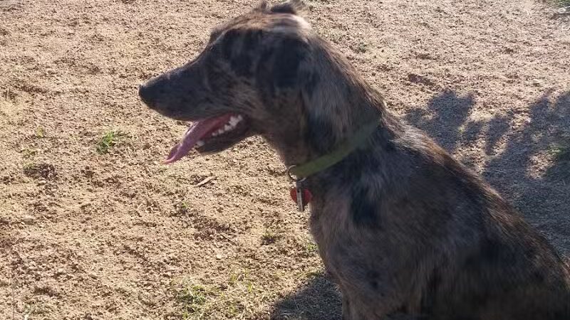 Wisner Dog Park - New Orleans, LA