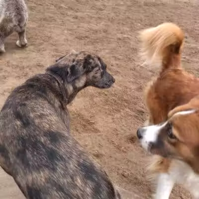 Wisner Dog Park - New Orleans, LA