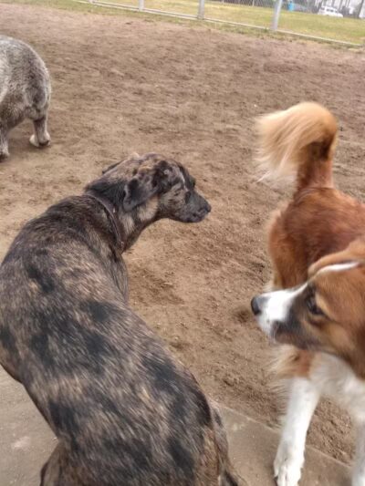 Wisner Dog Park - New Orleans, LA