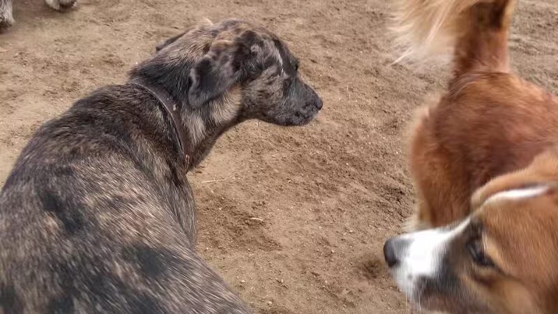 Wisner Dog Park - New Orleans, LA