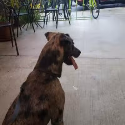 Wisner Dog Park - New Orleans, LA