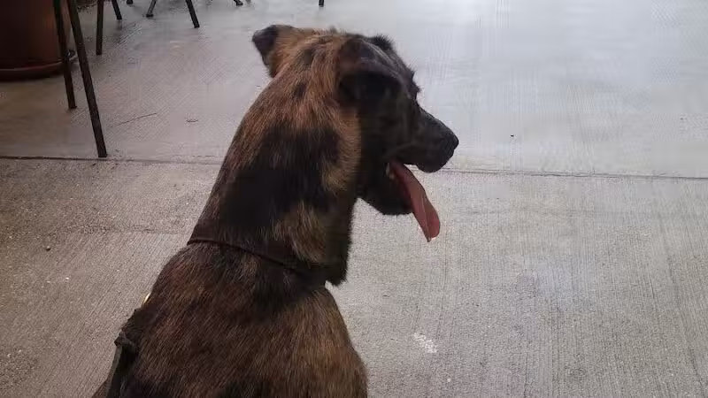 Wisner Dog Park - New Orleans, LA