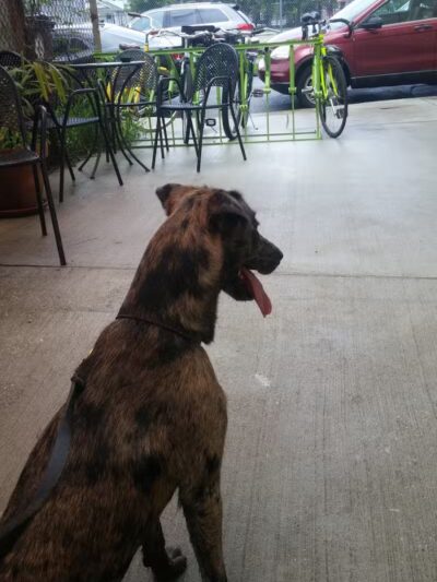 Wisner Dog Park - New Orleans, LA