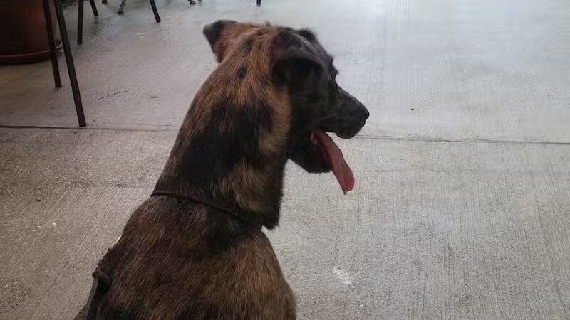 Wisner Dog Park - New Orleans, LA