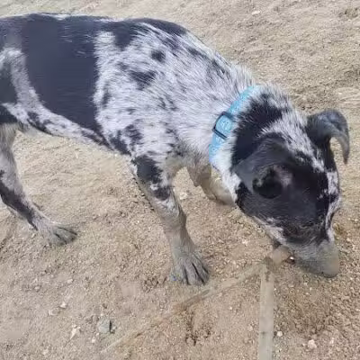 Wisner Dog Park - New Orleans, LA