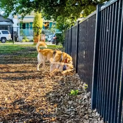 Wisner Dog Park - New Orleans, LA