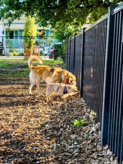 Wisner Dog Park - New Orleans, LA