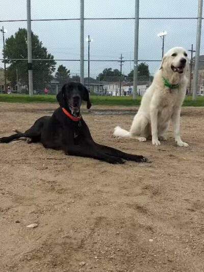 Wisner Dog Park - New Orleans, LA