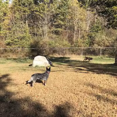 Ulster County Dog Park - New Paltz, NY