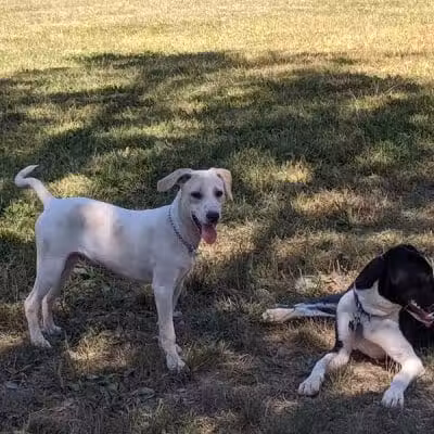 Ulster County Dog Park - New Paltz, NY