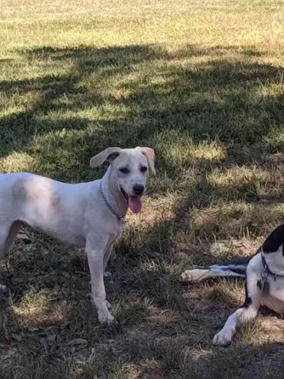 Ulster County Dog Park - New Paltz, NY