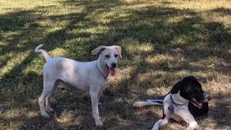 Ulster County Dog Park - New Paltz, NY