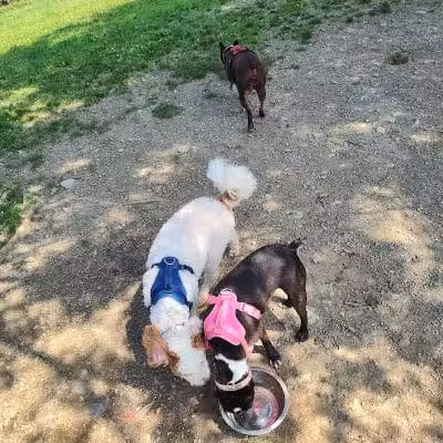 Ulster County Dog Park - New Paltz, NY