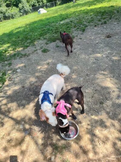 Ulster County Dog Park - New Paltz, NY