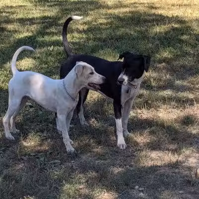 Ulster County Dog Park - New Paltz, NY