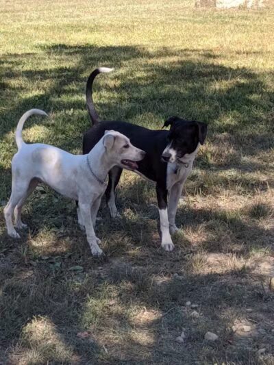 Ulster County Dog Park - New Paltz, NY