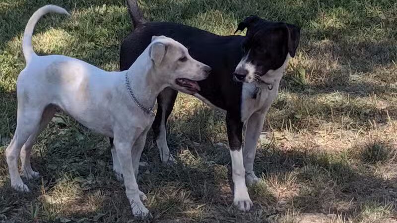 Ulster County Dog Park - New Paltz, NY