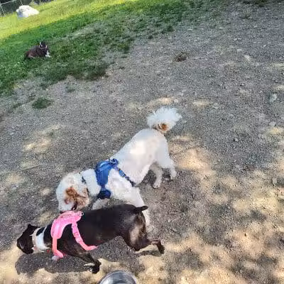 Ulster County Dog Park - New Paltz, NY