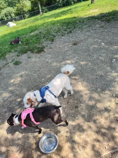 Ulster County Dog Park - New Paltz, NY