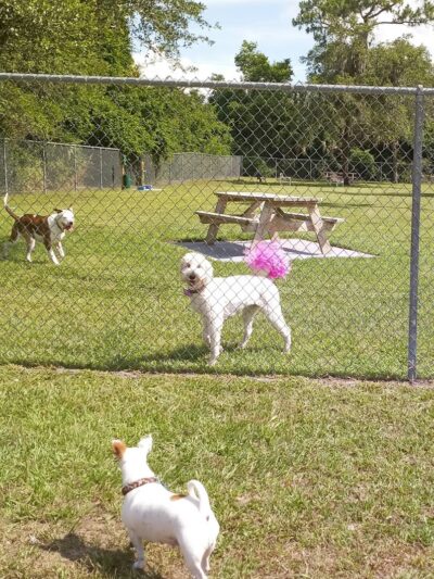Dog Park - New Smyrna Beach, FL