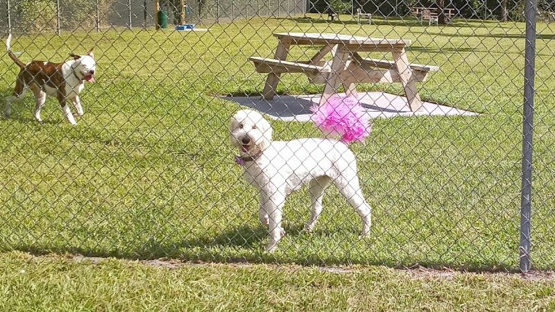 Dog Park - New Smyrna Beach, FL
