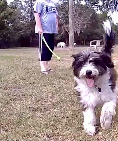 Dog Park - New Smyrna Beach, FL