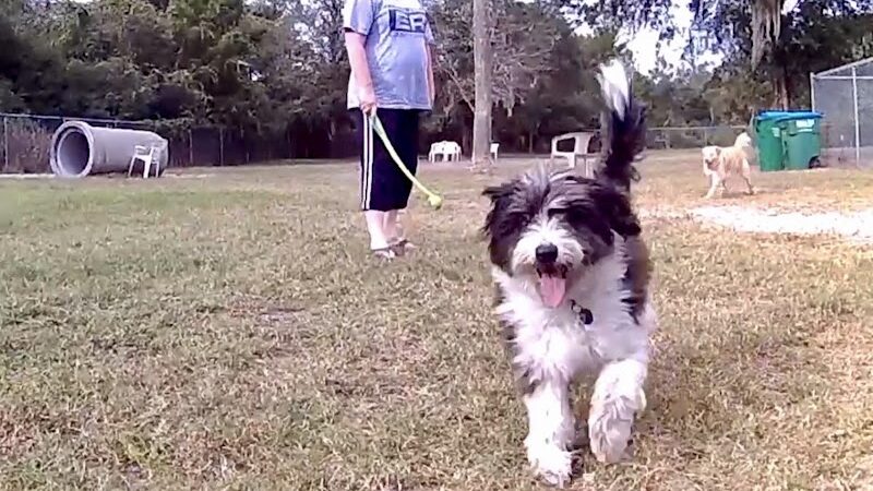 Dog Park - New Smyrna Beach, FL
