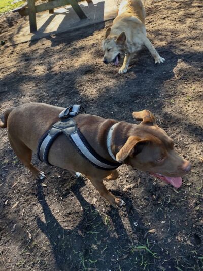 Dog Park - New Smyrna Beach, FL