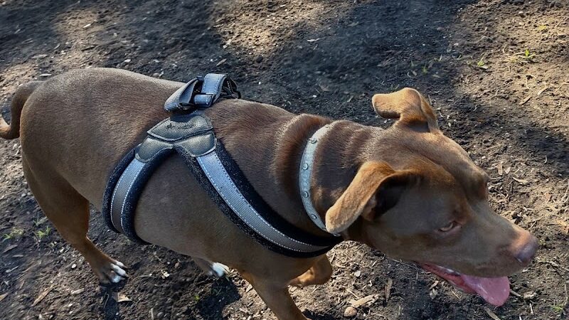 Dog Park - New Smyrna Beach, FL