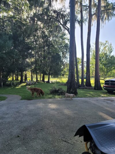 Dog Park - New Smyrna Beach, FL