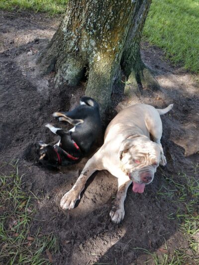 Dog Park - New Smyrna Beach, FL