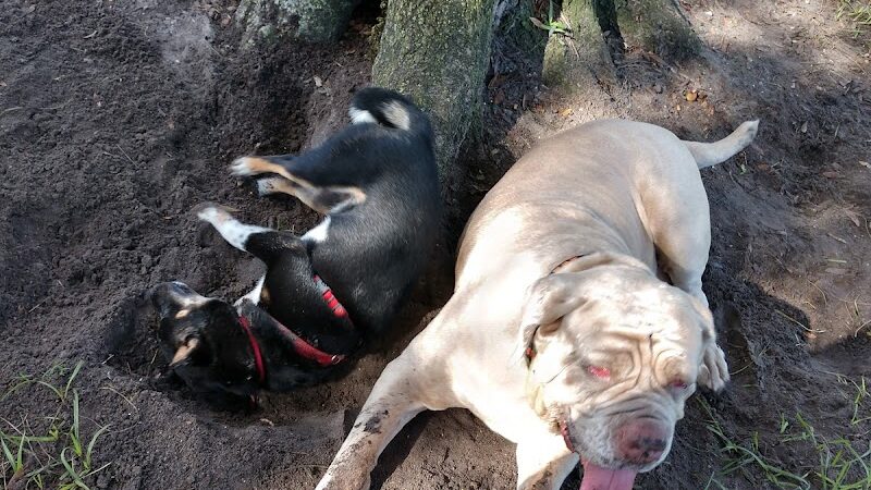 Dog Park - New Smyrna Beach, FL