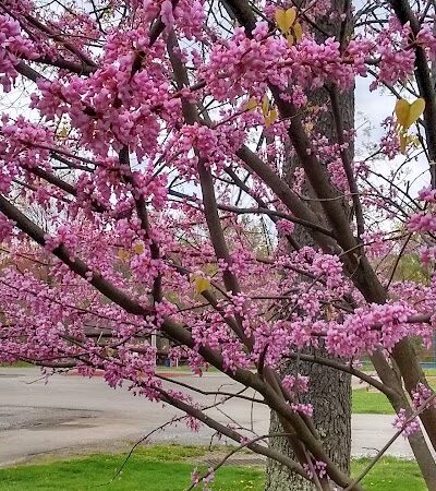 New Stanton Park - New Stanton, PA