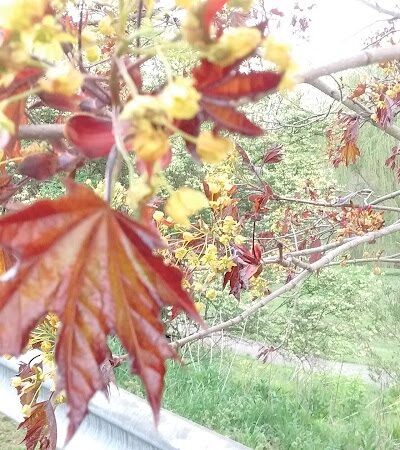 New Stanton Park - New Stanton, PA