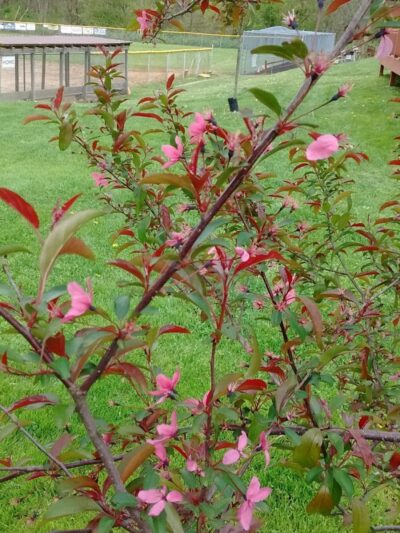 New Stanton Park - New Stanton, PA