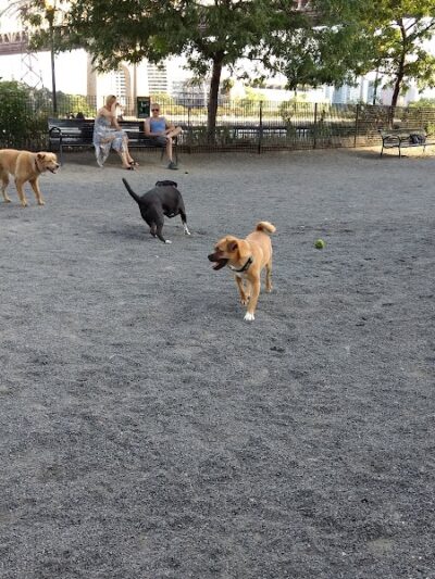 Andrew Haswell Green Dog Park - New York, NY
