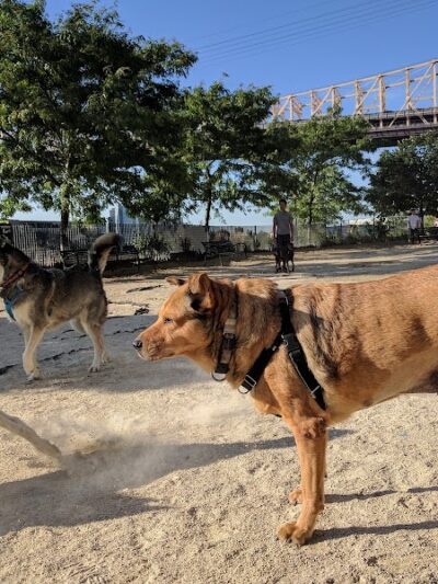 Andrew Haswell Green Dog Park - New York, NY