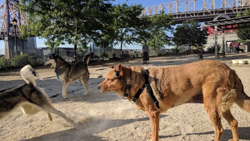Andrew Haswell Green Dog Park - New York, NY