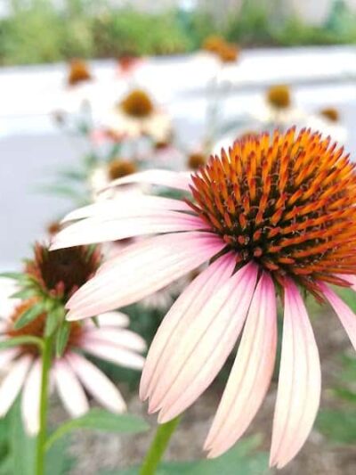 Andrew Haswell Green Dog Park - New York, NY