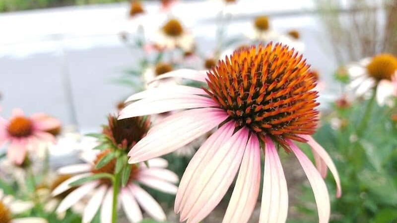 Andrew Haswell Green Dog Park - New York, NY