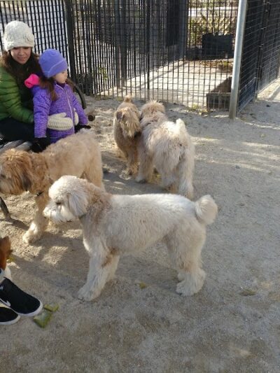 Andrew Haswell Green Dog Park - New York, NY