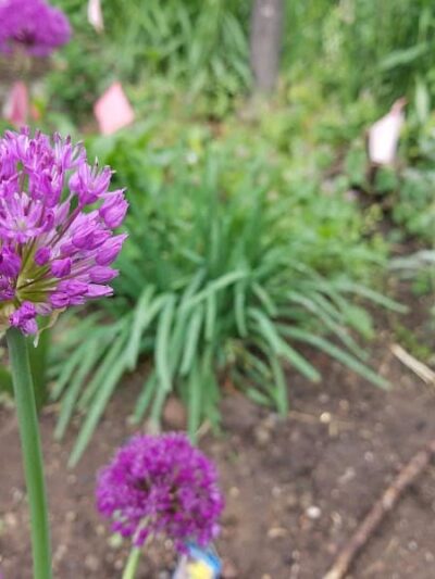 Andrew Haswell Green Dog Park - New York, NY